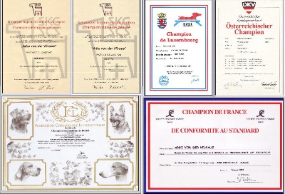 Von der Vilsaue - Multi-Ch.Arko vd Vilsaue CH.SUI, LUX, ÖST, ITA, GER, CHCS, CHIB