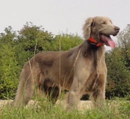 Von der Vilsaue - DARKO disponible pour saillies