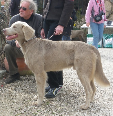 Von der Vilsaue - BBB : CACIB à Maastricht, Arnhem, Paris Dog Show