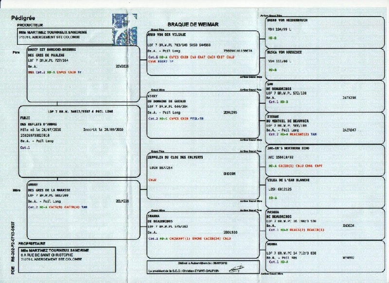 Fudji, fils de BBB, petit-flis d'Arko en 2014